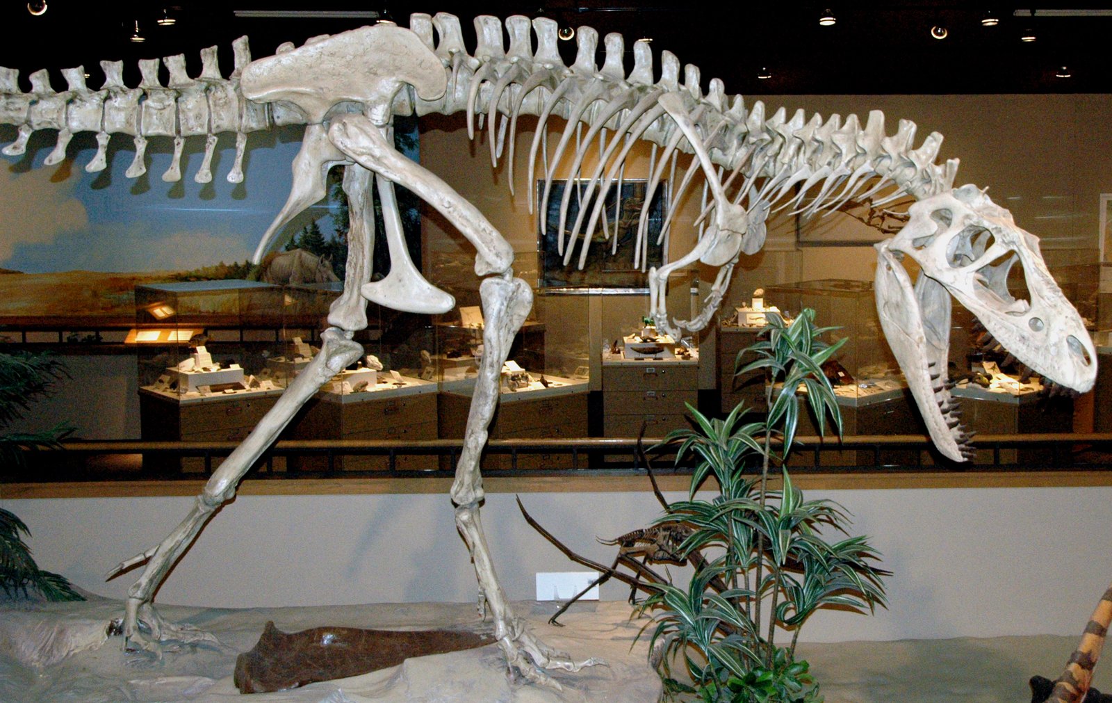 Albertosaurus: The Prairie Predator (image credits: wikimedia)