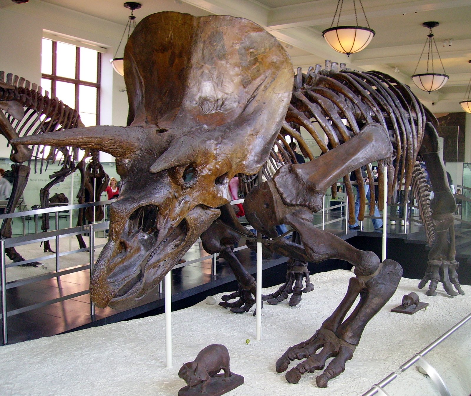 The Mighty Triceratops and Its Horned Relatives (image credits: wikimedia)