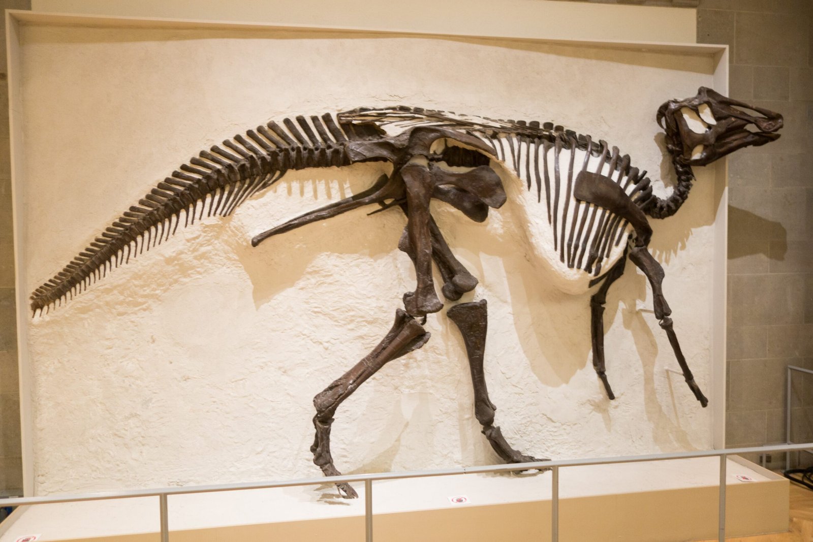 Hadrosaurs: The Duck-Billed Chorus (image credits: wikimedia)