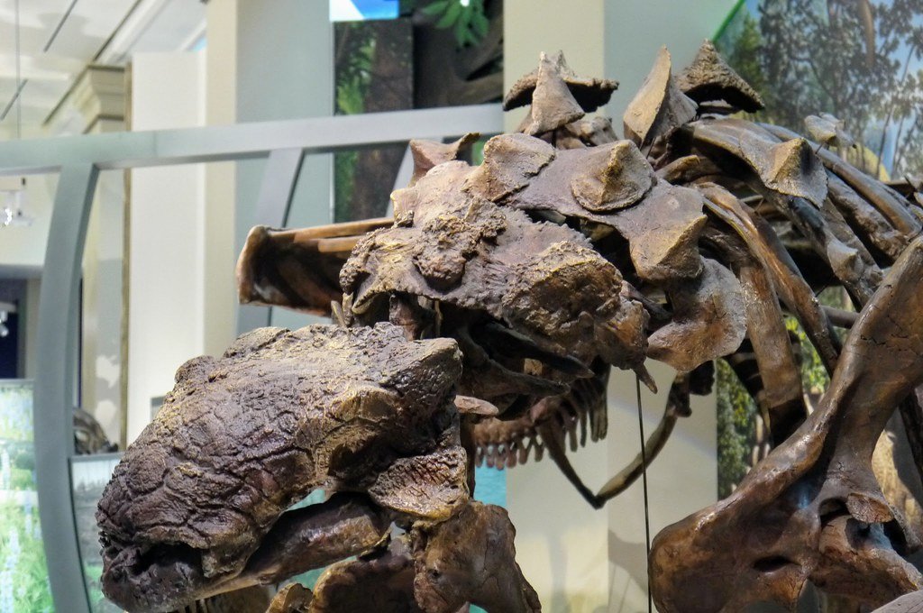 The Mysterious World of Armored Ankylosaurs (image credits: flickr)