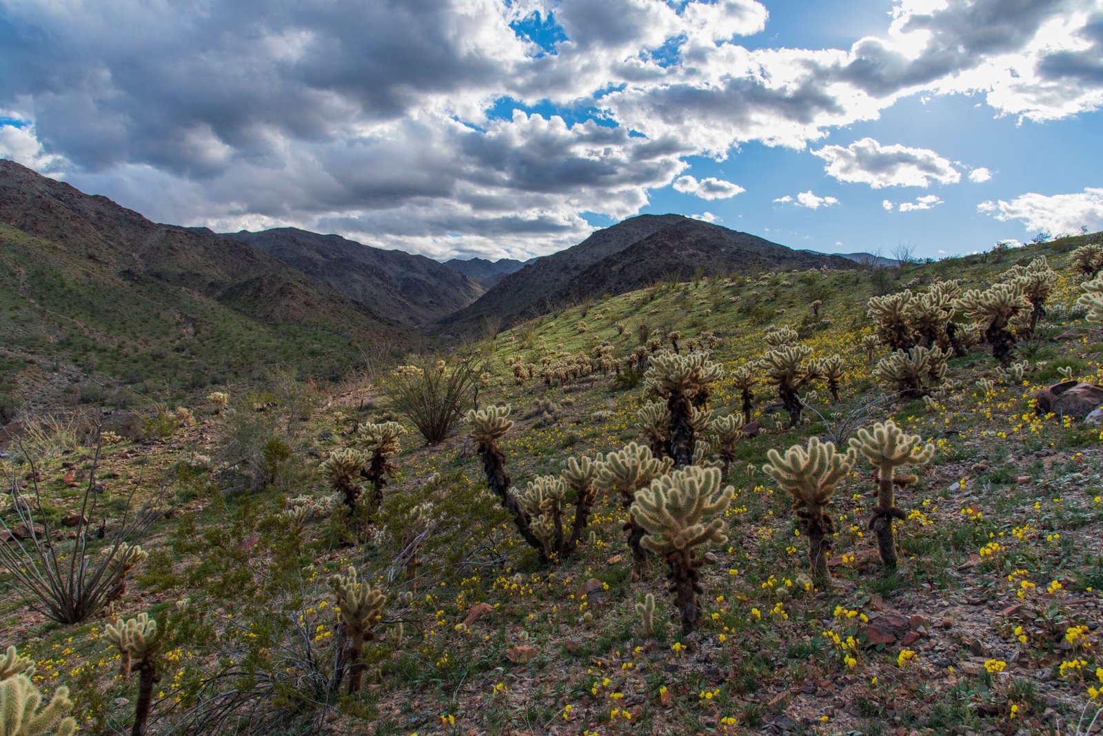 Ancient Ecosystems: More Than Just Dinosaurs (image credits: wikimedia)