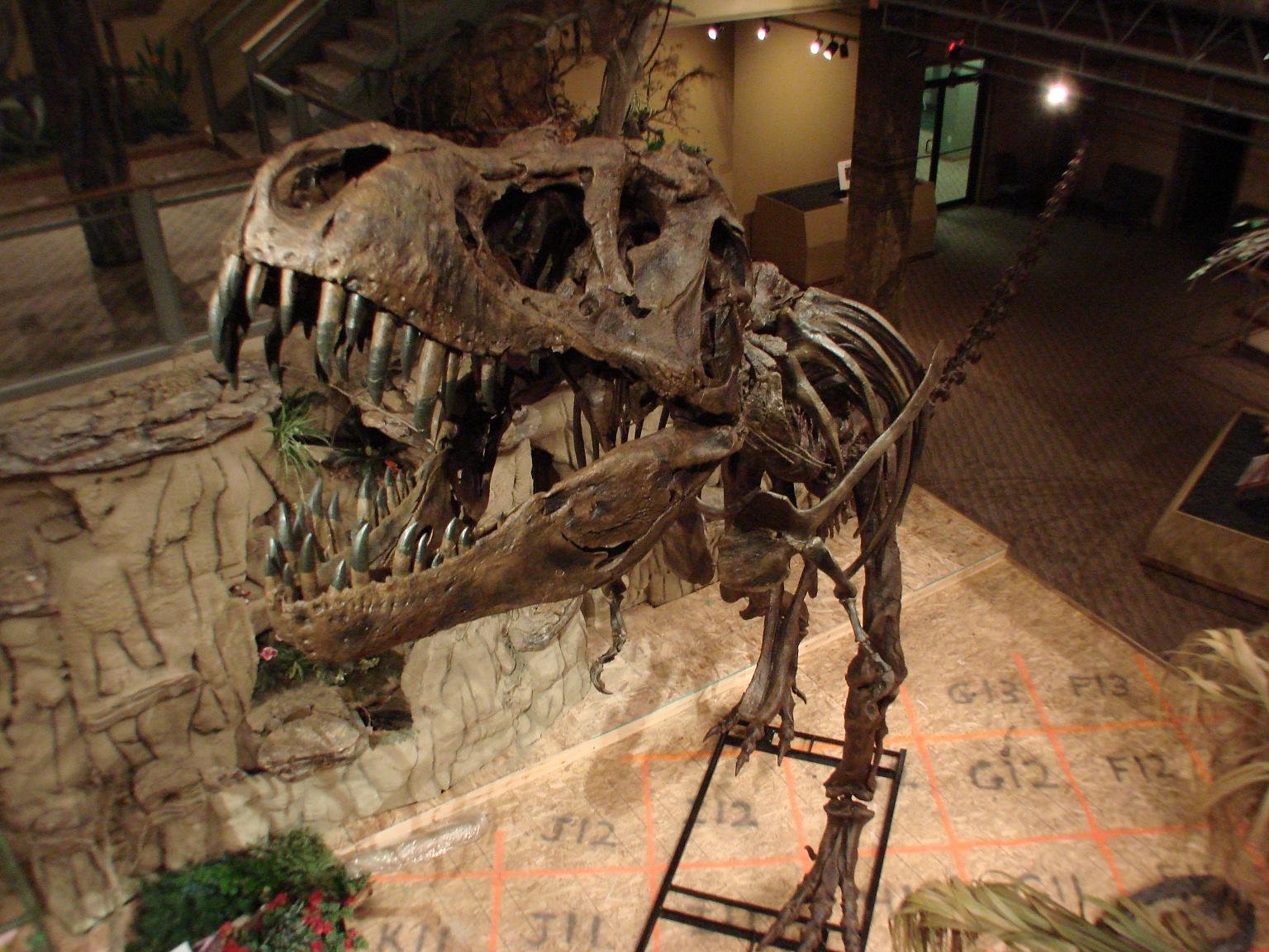 The Royal Tyrrell Museum: A World-Class Repository (image credits: wikimedia)