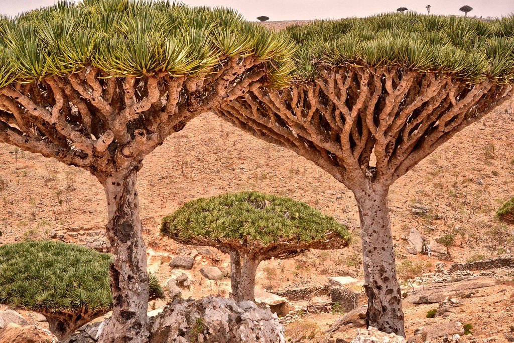 Socotra Island, Yemen: Alien Botany in Bloom (image credits: flickr)