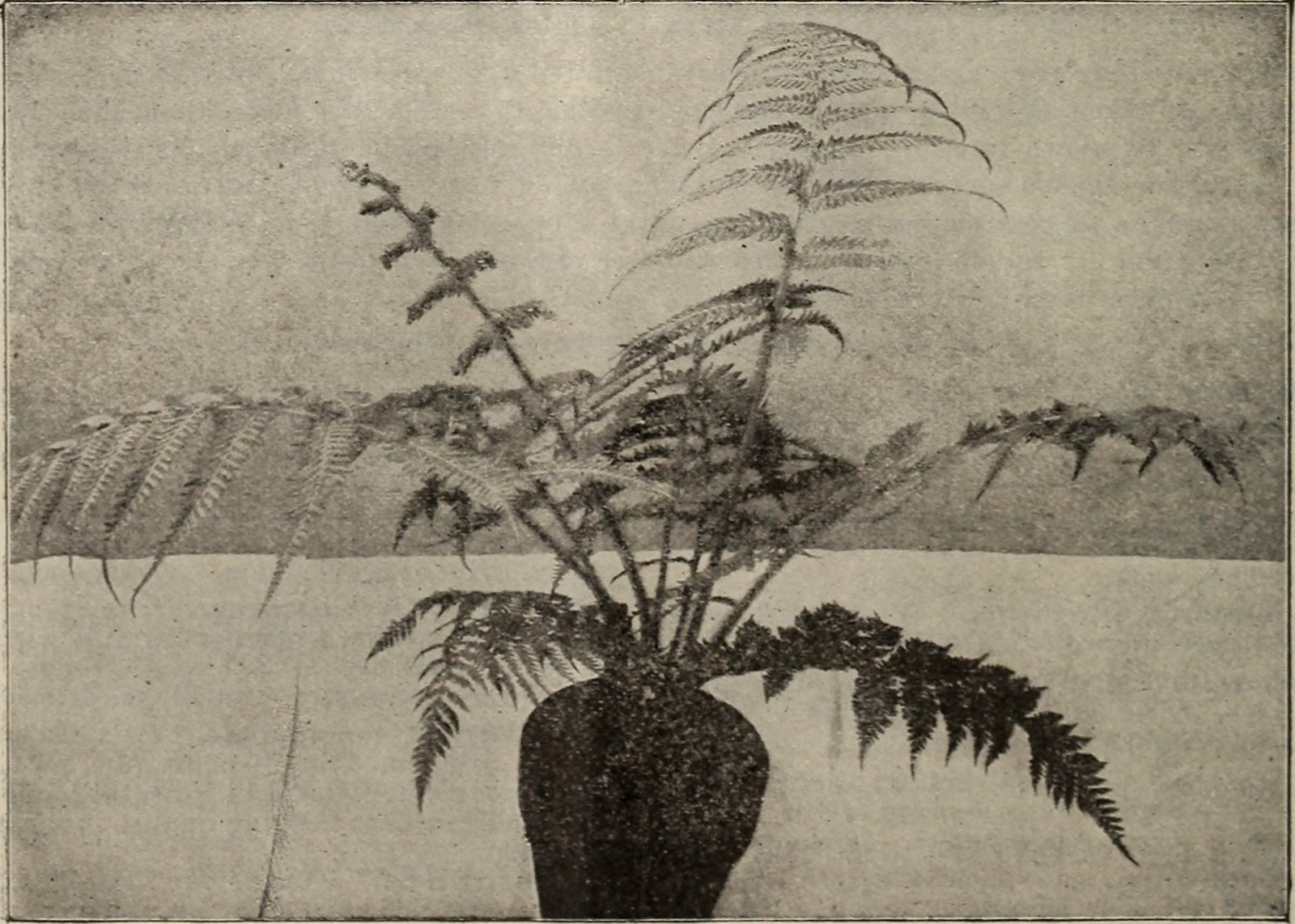 The Allure of the Exotic (image credits: wikimedia)