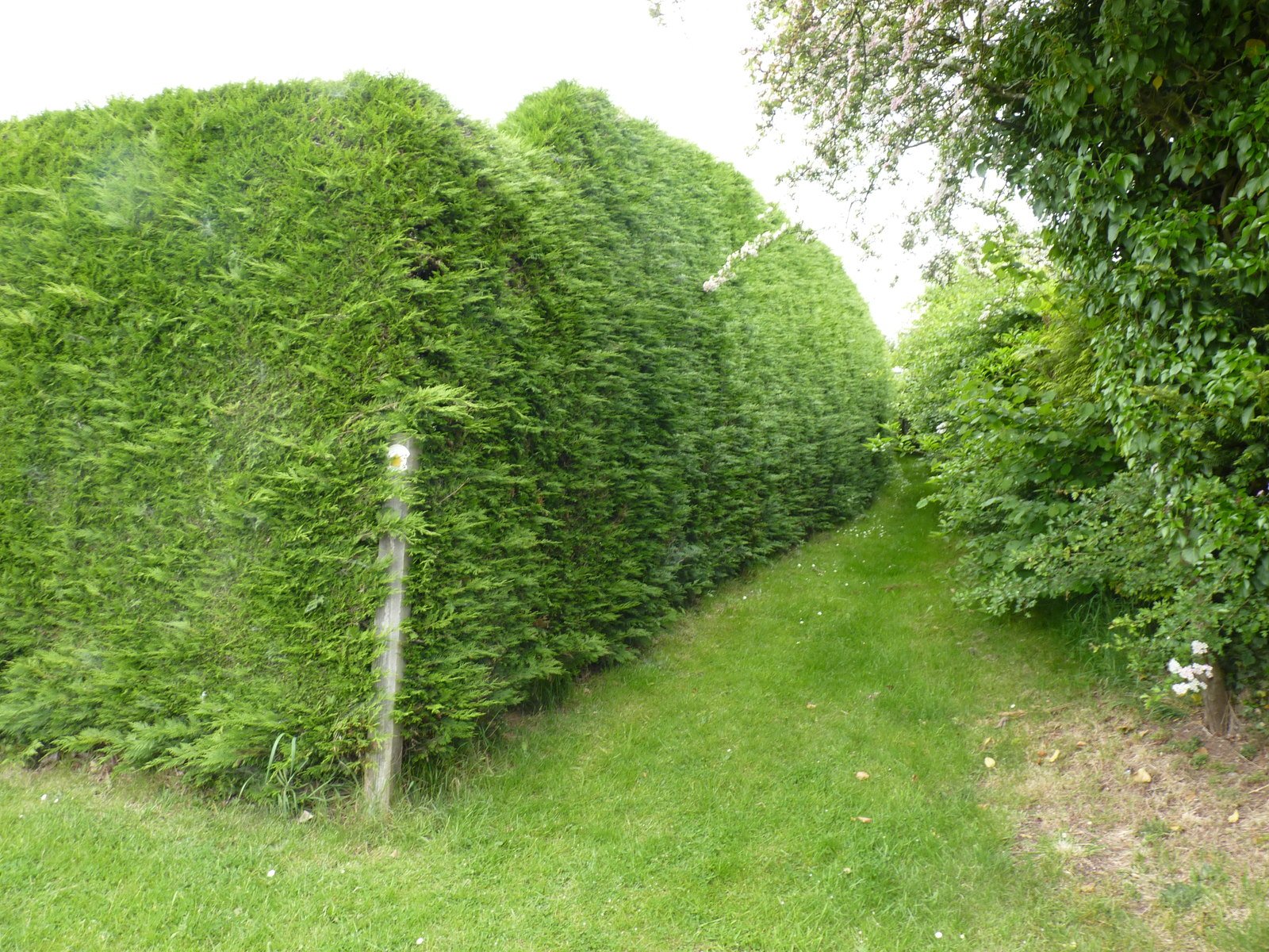 Privet Hedges: Privacy with a Price (image credits: wikimedia)