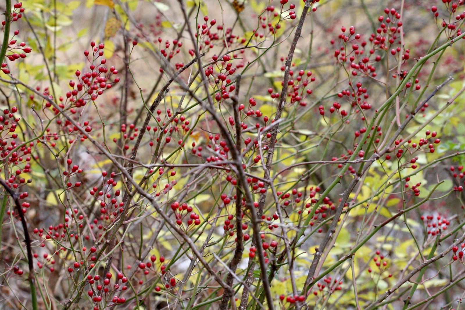 Multiflora Rose: From Fence to Foe (image credits: wikimedia)