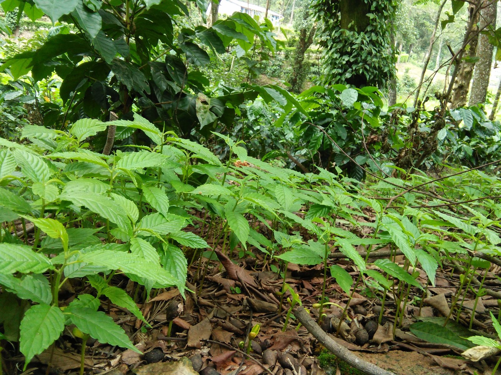 Norway Maple: The Shady Invader (image credits: wikimedia)