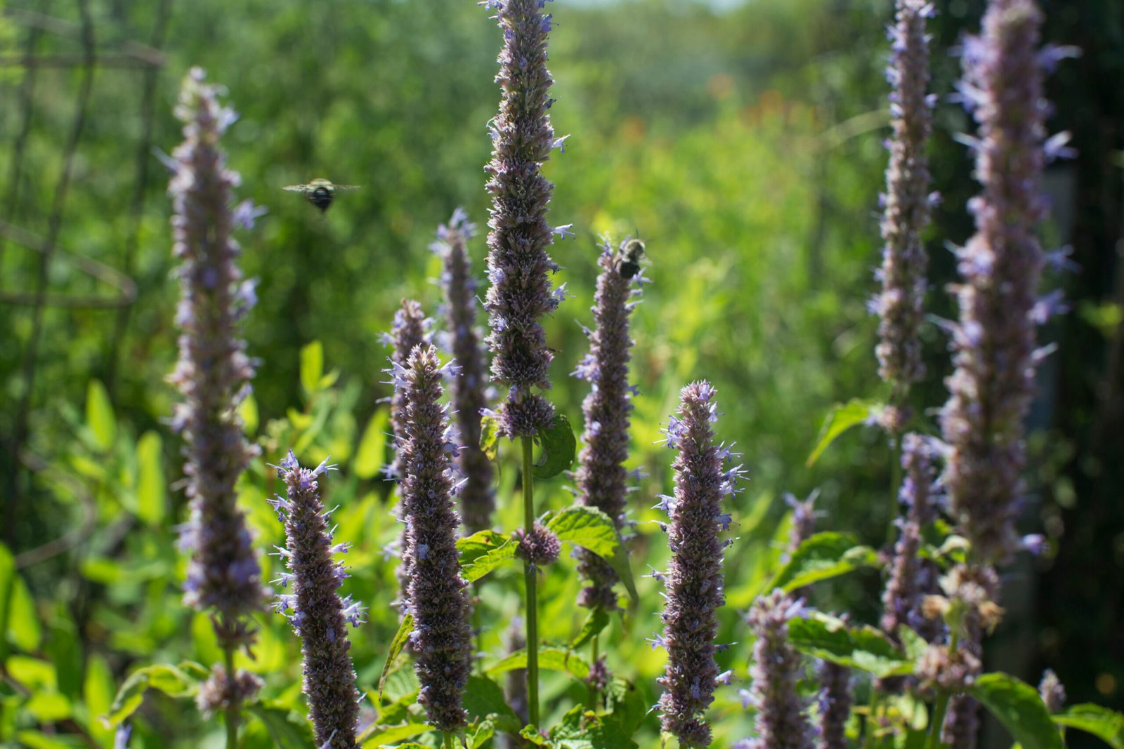 Butterfly Bush: Beauty with Consequences (image credits: wikimedia)