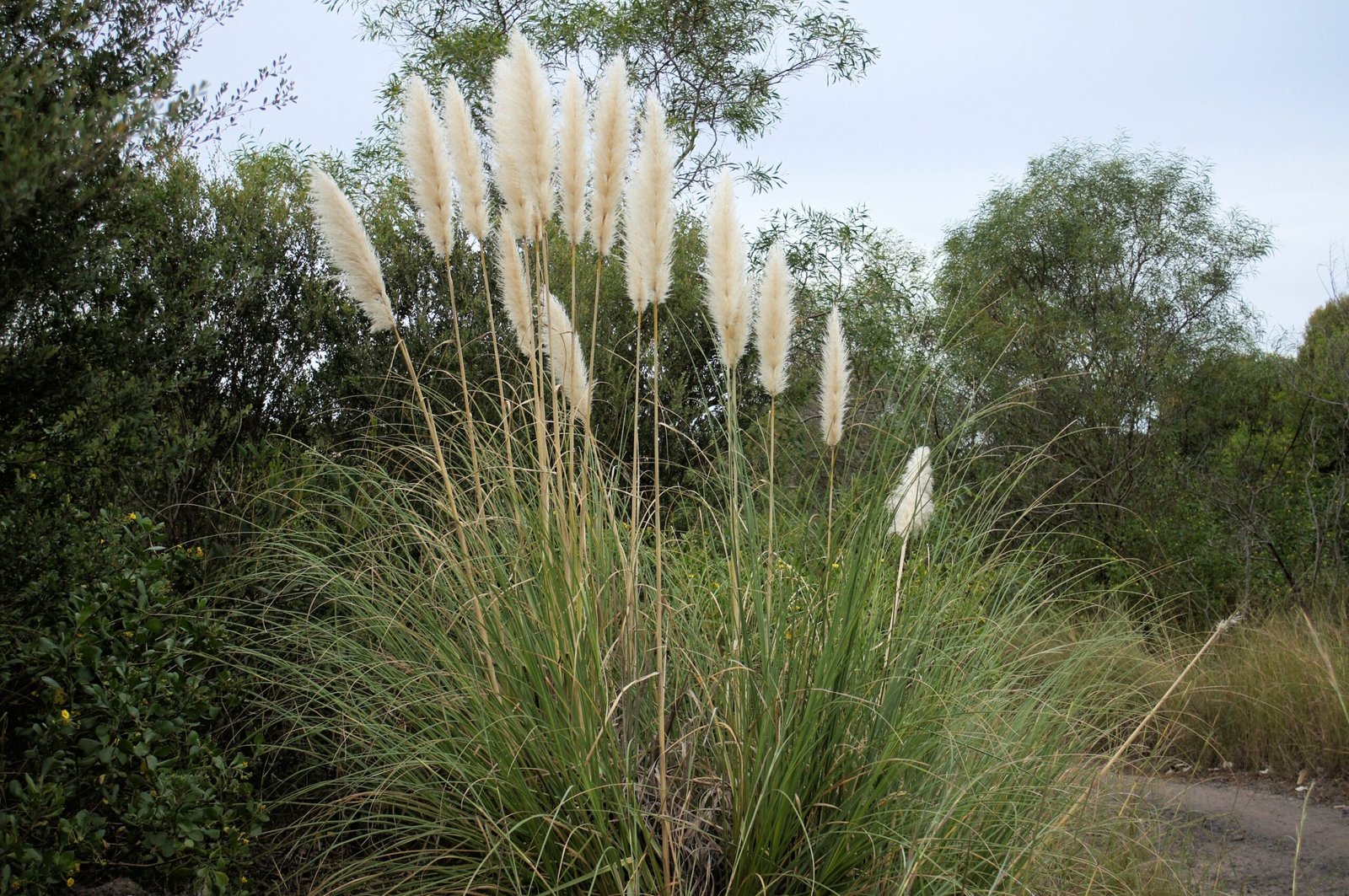 Ornamental Grasses: Seeds on the Wind (image credits: wikimedia)