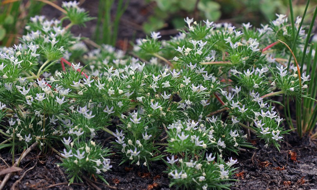 The Rise of Native Plant Awareness (image credits: flickr)