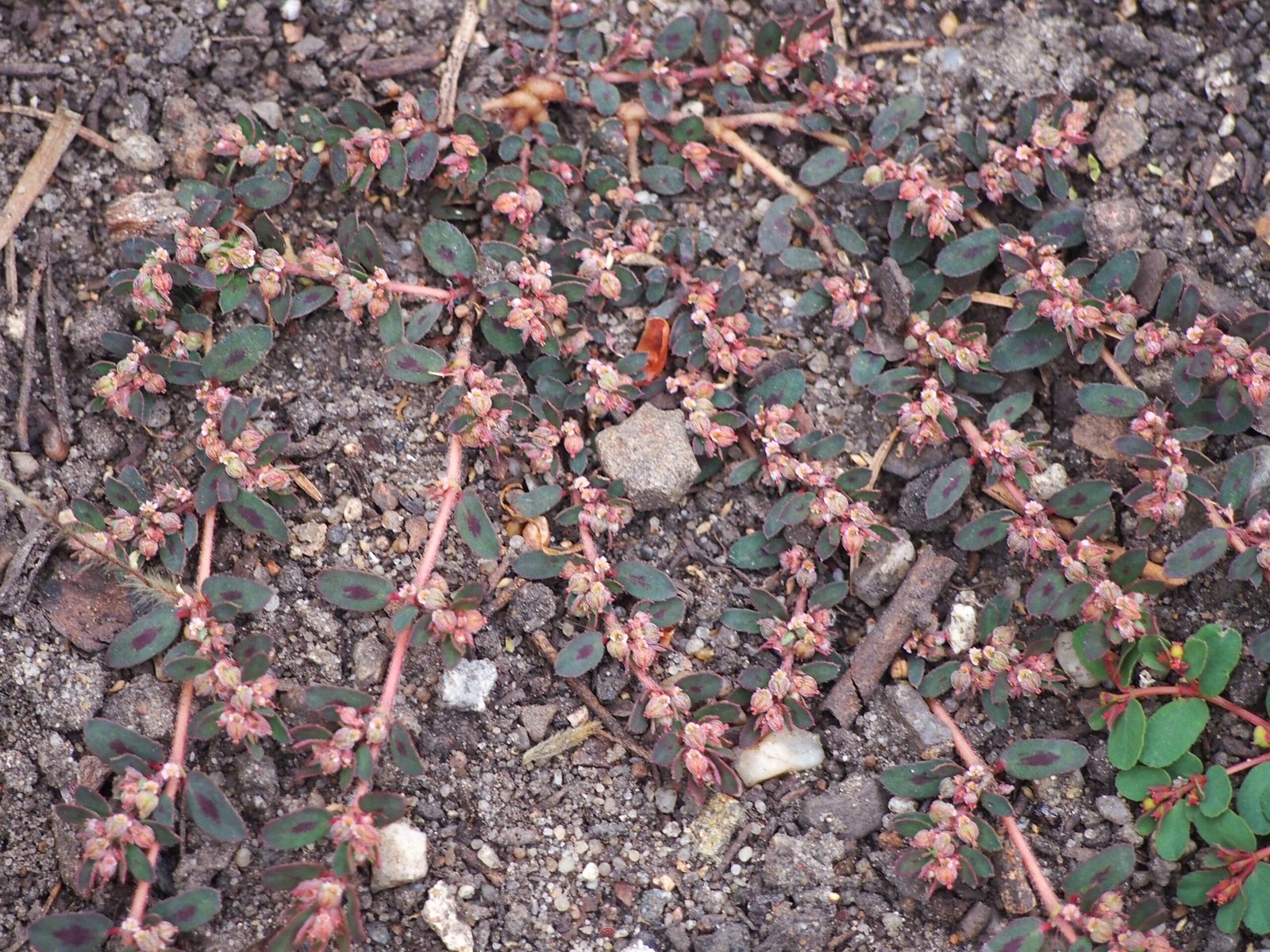 Lessons for Future Landscapes (image credits: wikimedia)