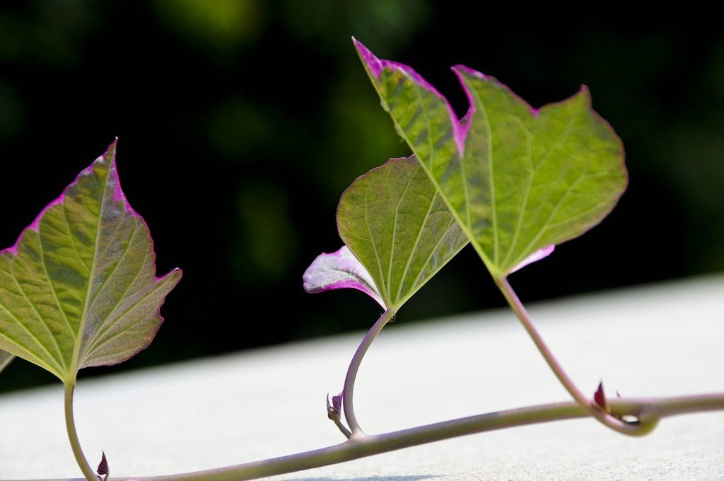 The Science Behind Ivy's Unstoppable Spread (image credits: flickr)