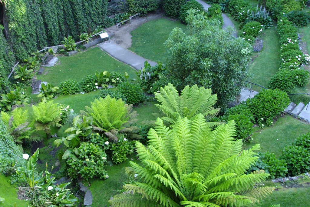 Native Plants Fighting a Losing Battle (image credits: flickr)