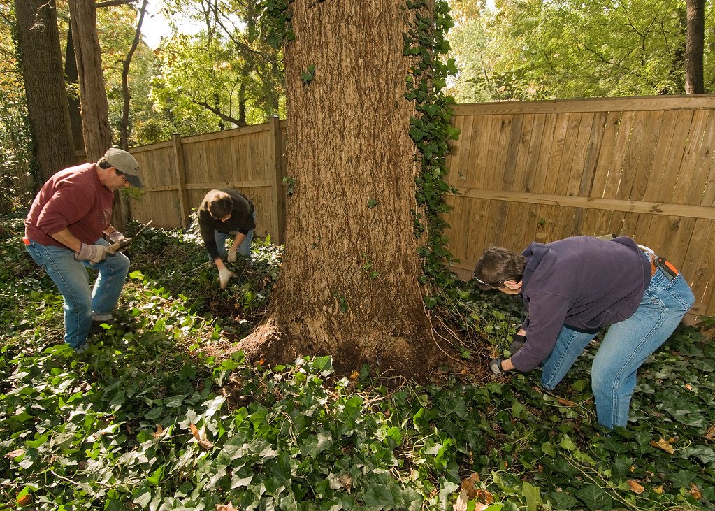 The Myth of Ivy as Erosion Control (image credits: flickr)