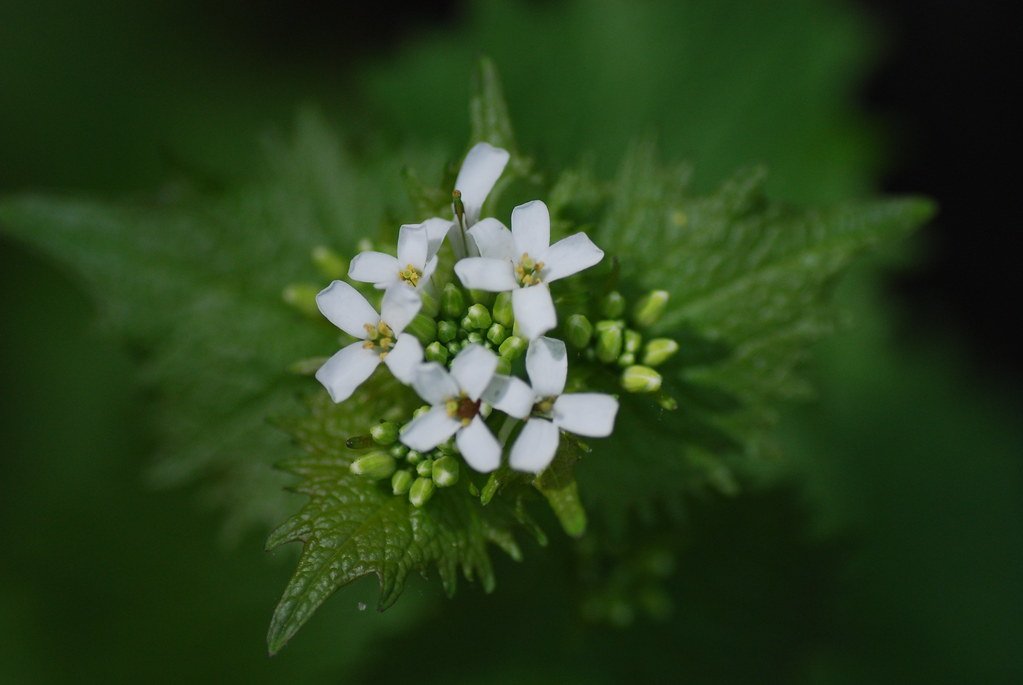 Recognition and Early Detection Efforts (image credits: flickr)