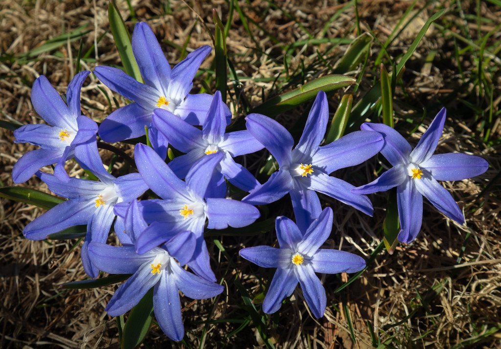 Lessons from an Ecological Tragedy (image credits: flickr)