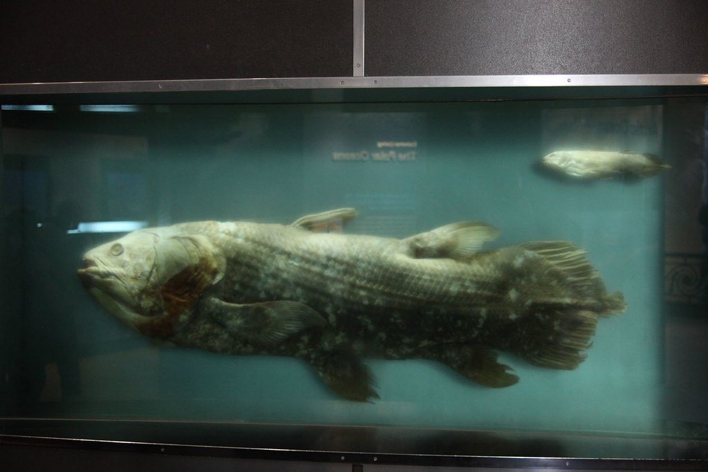 The Coelacanth: A Fish That Defied Extinction (image credits: flickr)