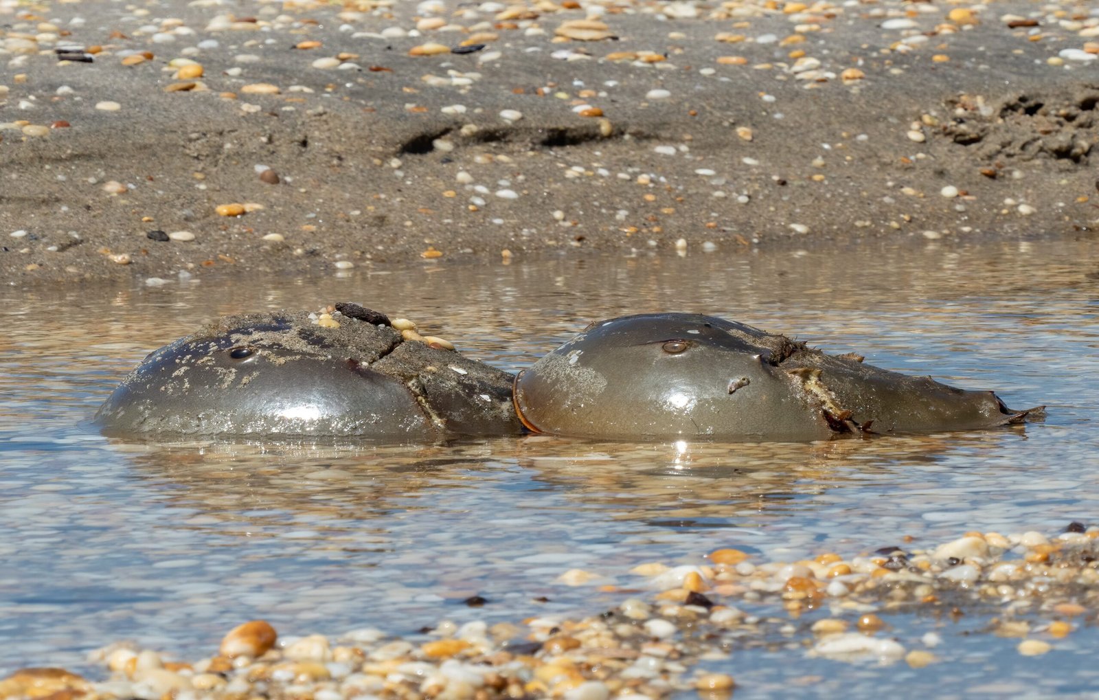 Horseshoe Crabs: The Blue-Blooded Survivors (image credits: wikimedia)