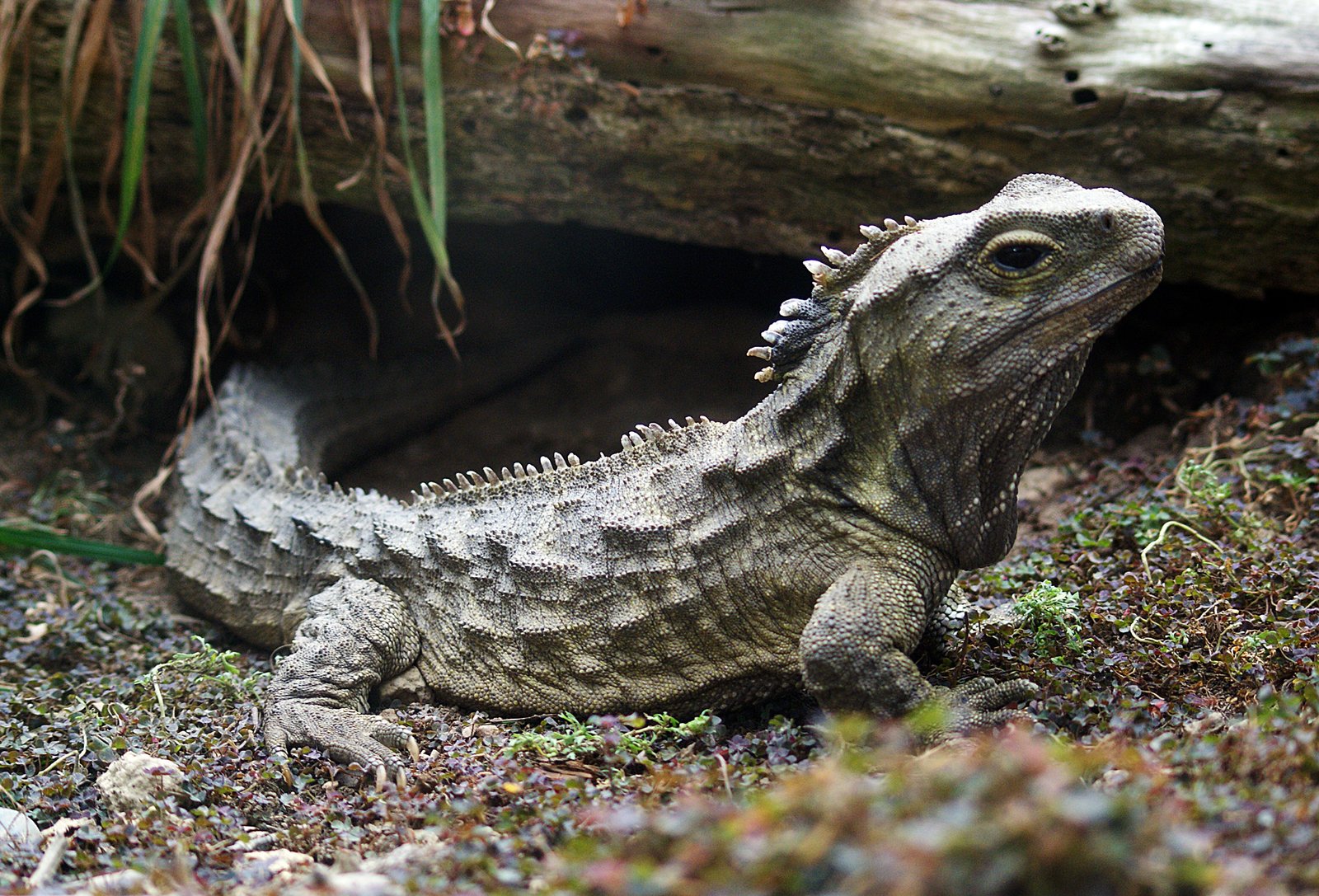 The Tuatara: New Zealand's Living Dragon (image credits: wikimedia)