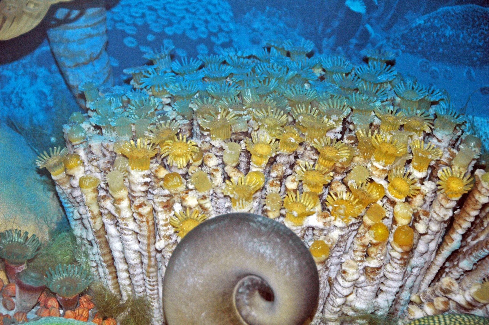 Nautilus: The Submarine That Never Evolved (image credits: wikimedia)