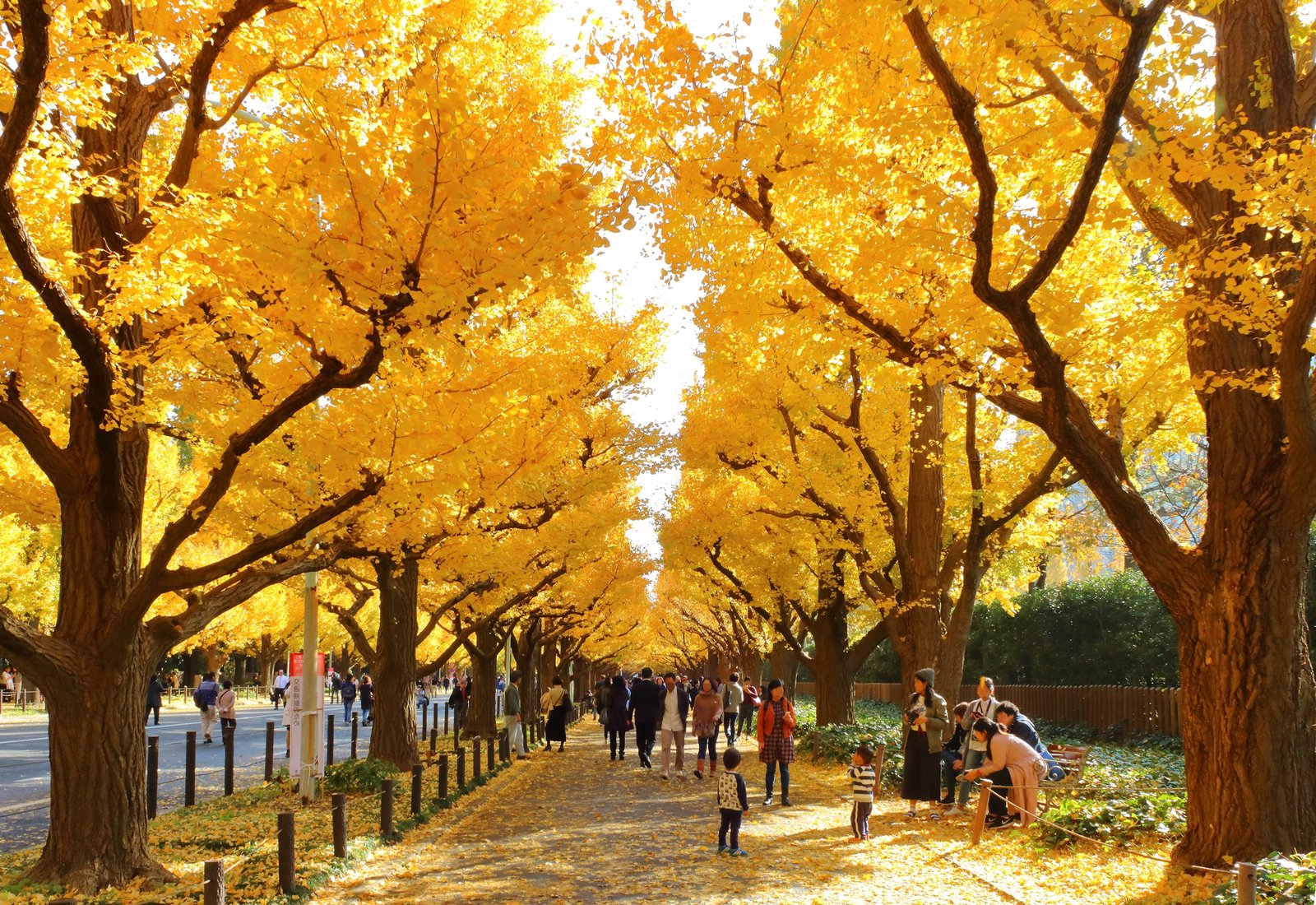 Ginkgo Trees: The Ancient Survivors of Plant Kingdom (image credits: wikimedia)