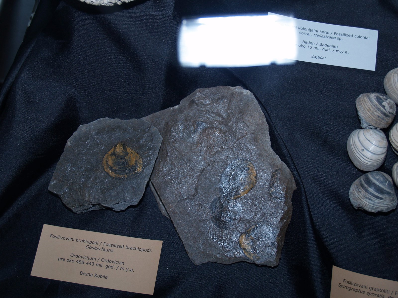 Brachiopods: The Forgotten Ocean Dwellers (image credits: wikimedia)