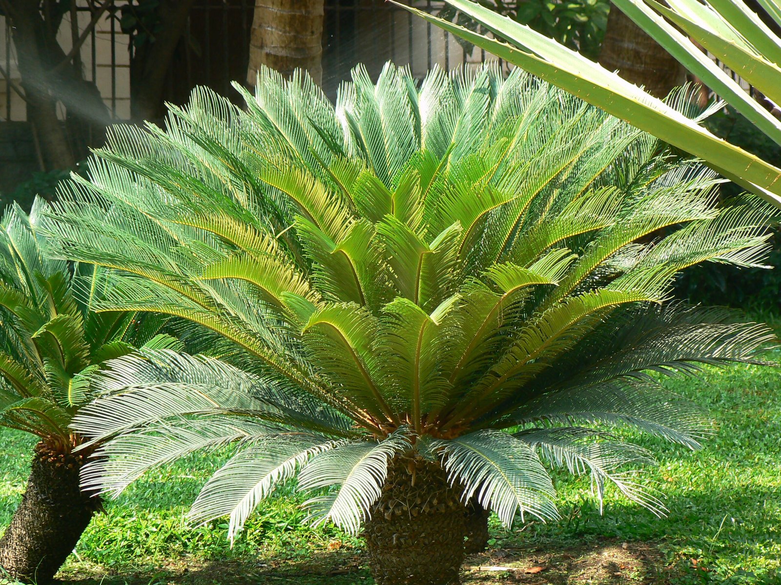 Cycads: The Dinosaur Plants (image credits: wikimedia)