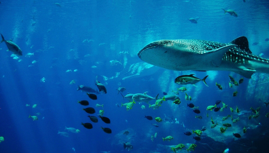 Sharks: The Ocean's Timeless Predators (image credits: rawpixel)