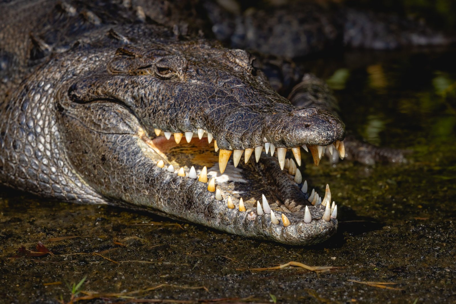 Crocodilians: The Ultimate Survivors (image credits: wikimedia)