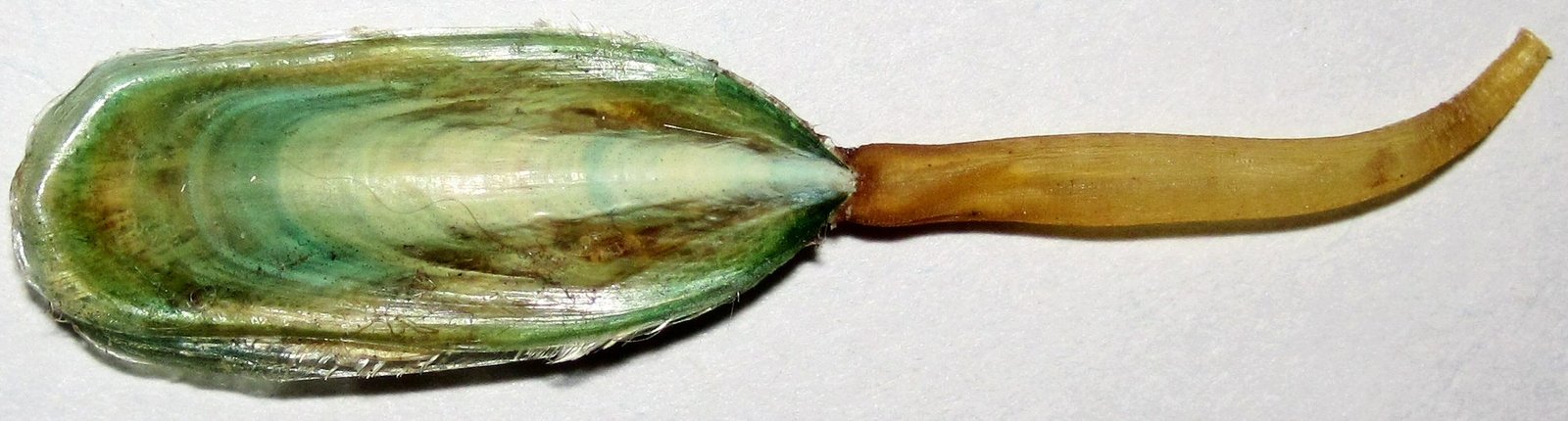 Lingula: The Unchanged Brachiopod (image credits: wikimedia)
