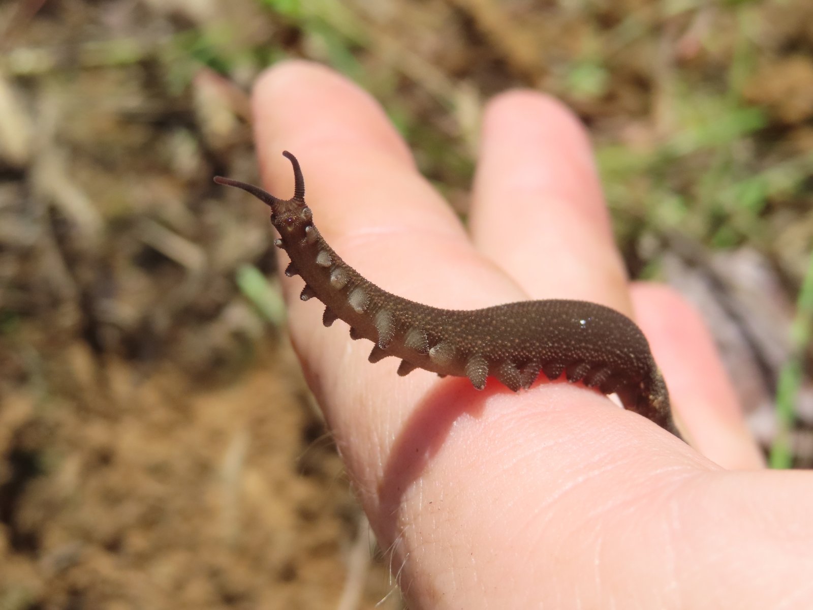 Velvet Worms: The Soft-Bodied Time Travelers (image credits: wikimedia)