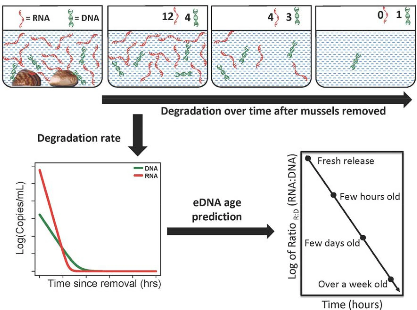 Why Time Is DNA's Worst Enemy (image credits: wikimedia)
