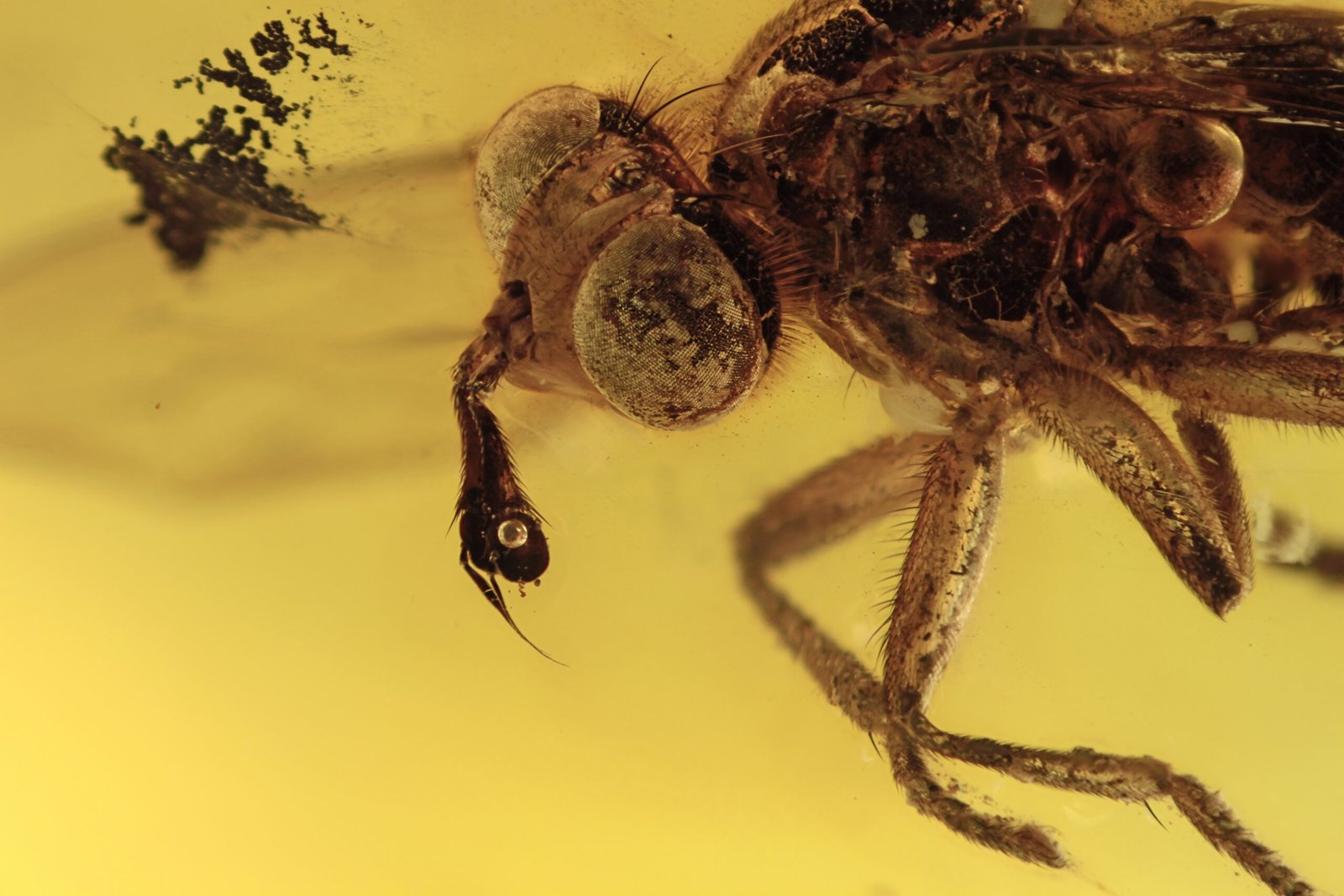 The Amber Trap That Fooled Everyone (image credits: wikimedia)