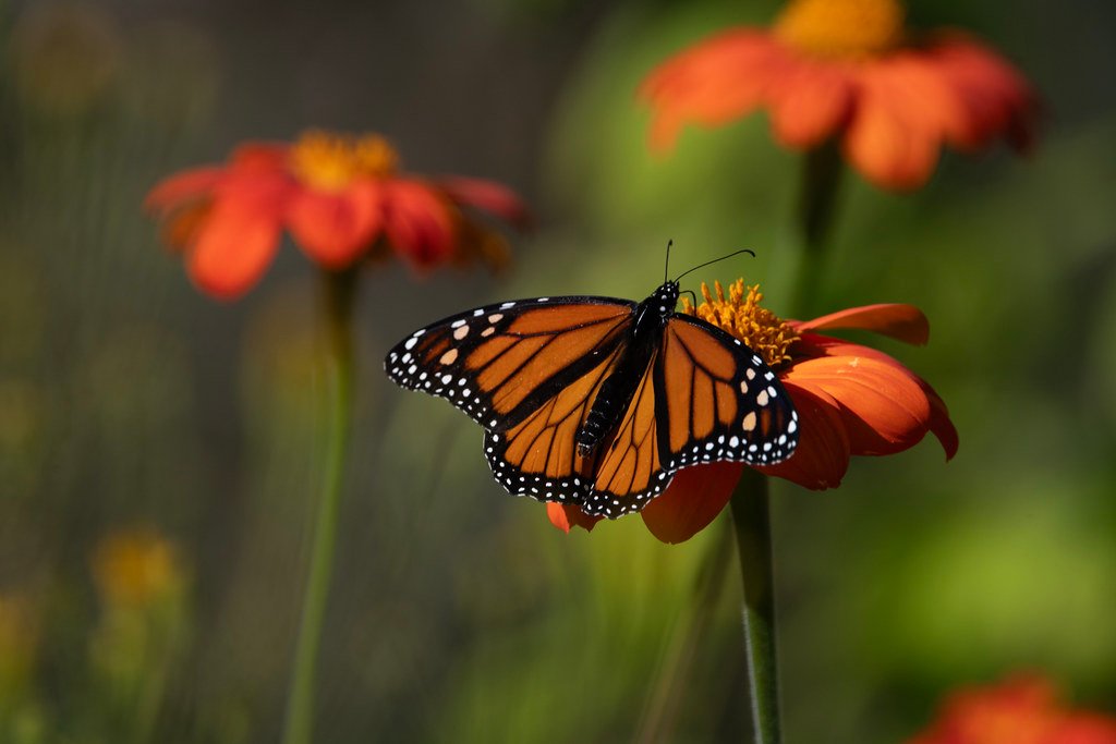 The Pollinator Crisis Connection (image credits: flickr)