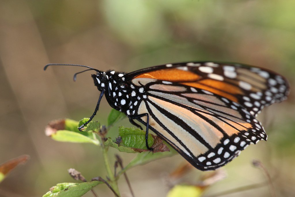 The Milkweed Mission Across Borders (image credits: flickr)