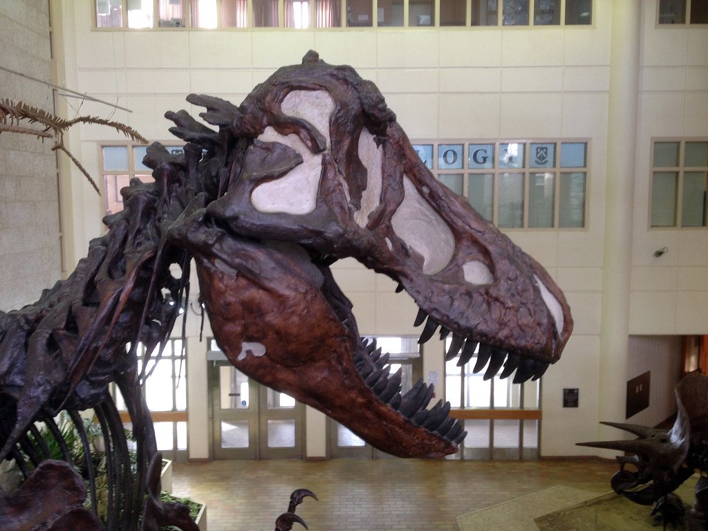 The T-Rex Aggressor (image credits: flickr)