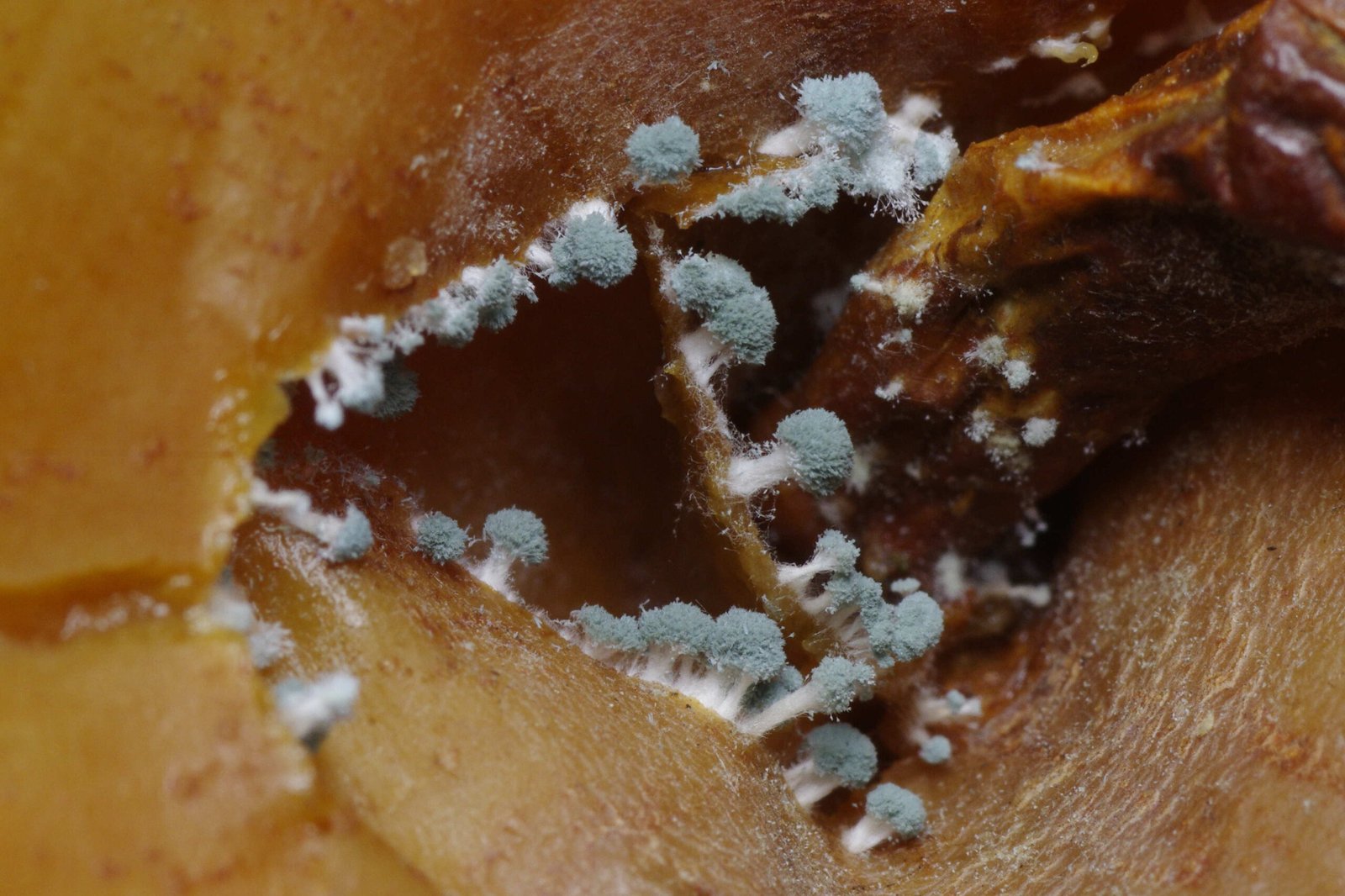 The Miracle Mold That Changed Everything (image credits: wikimedia)