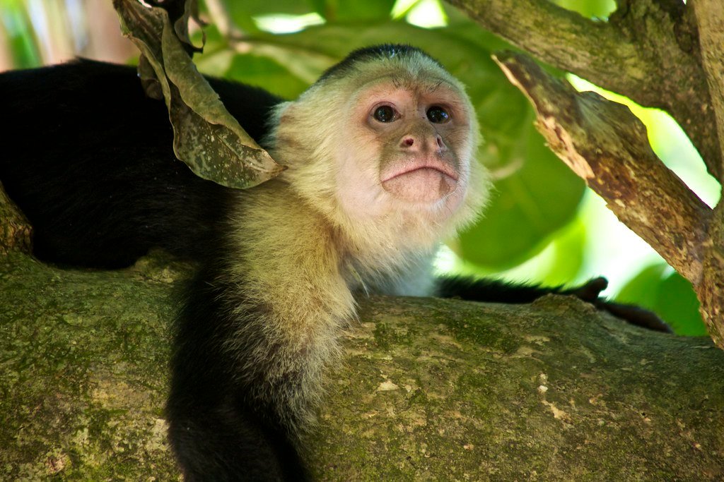 Current Status of Monkey Helper Programs