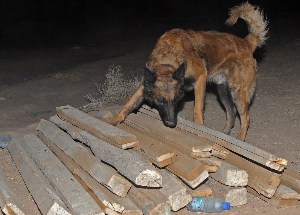 The Explosive Truth About Bomb Detection Animals (image credits: flickr)