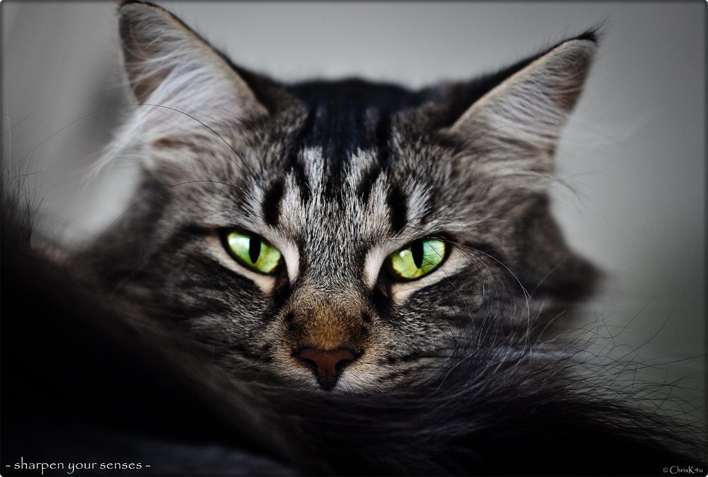 The Neuroscience Behind Animal Detection Abilities (image credits: flickr)