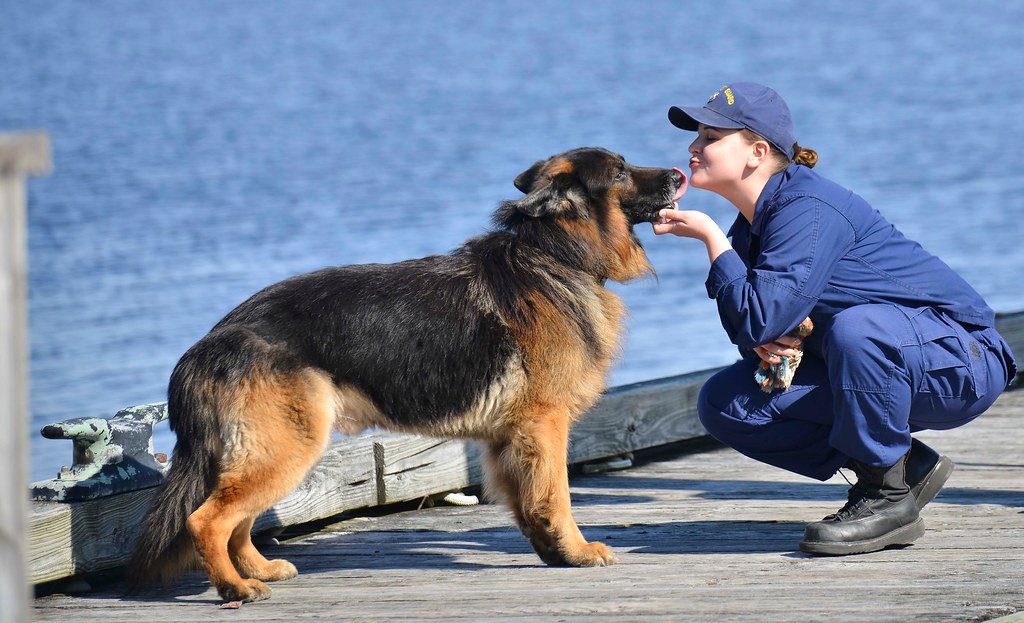 Accuracy vs. Ethics: When Animals Outperform Machines (image credits: flickr)