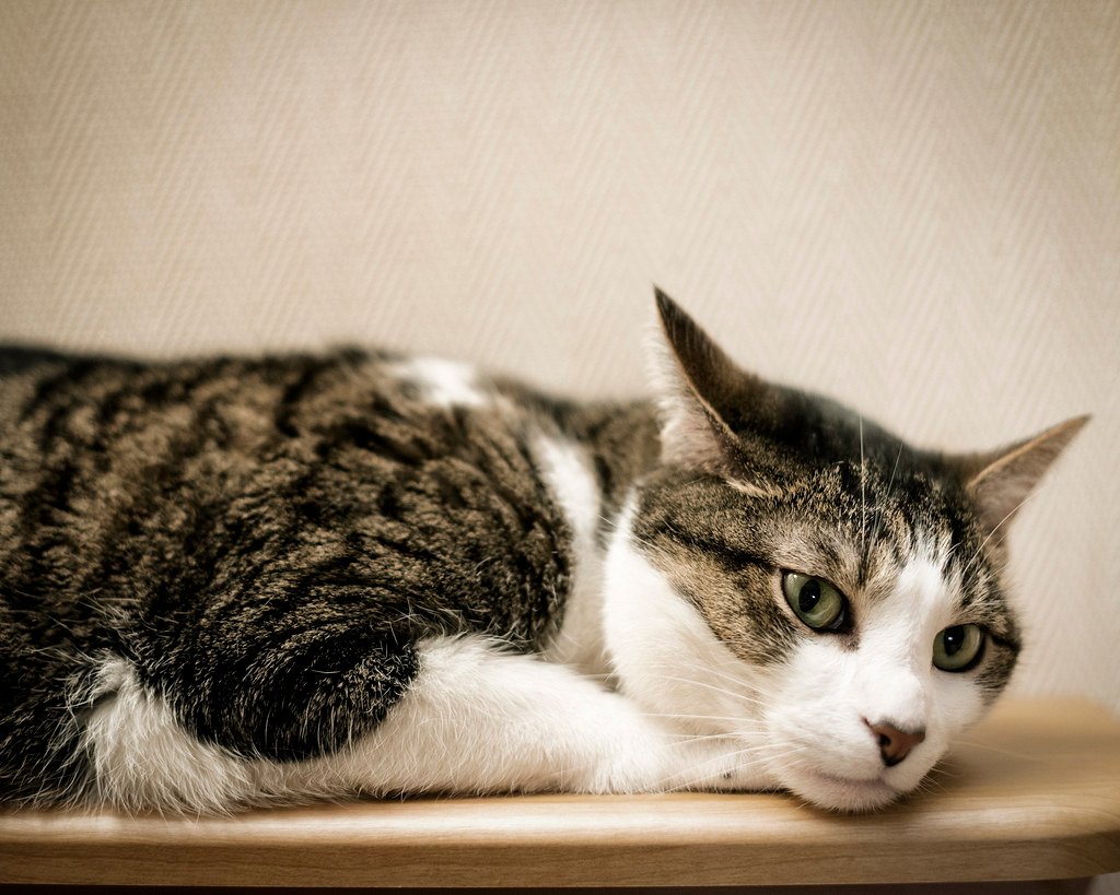 Legal Frameworks: When Law Struggles to Keep Up with Science (image credits: flickr)