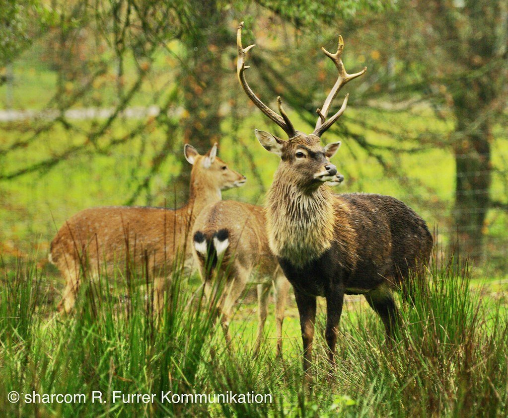 Forest Guardians: Monitoring Woodland Health (image credits: flickr)