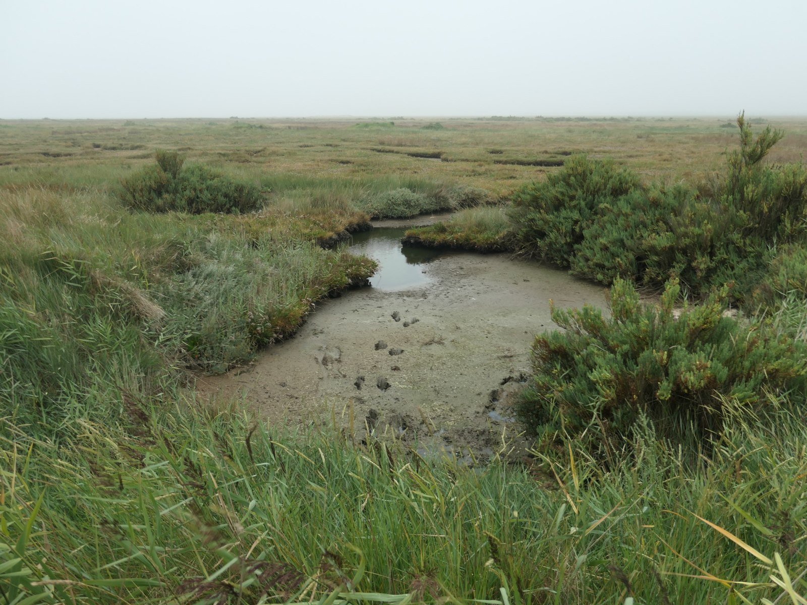 Building Global Networks of Animal Monitors (image credits: wikimedia)