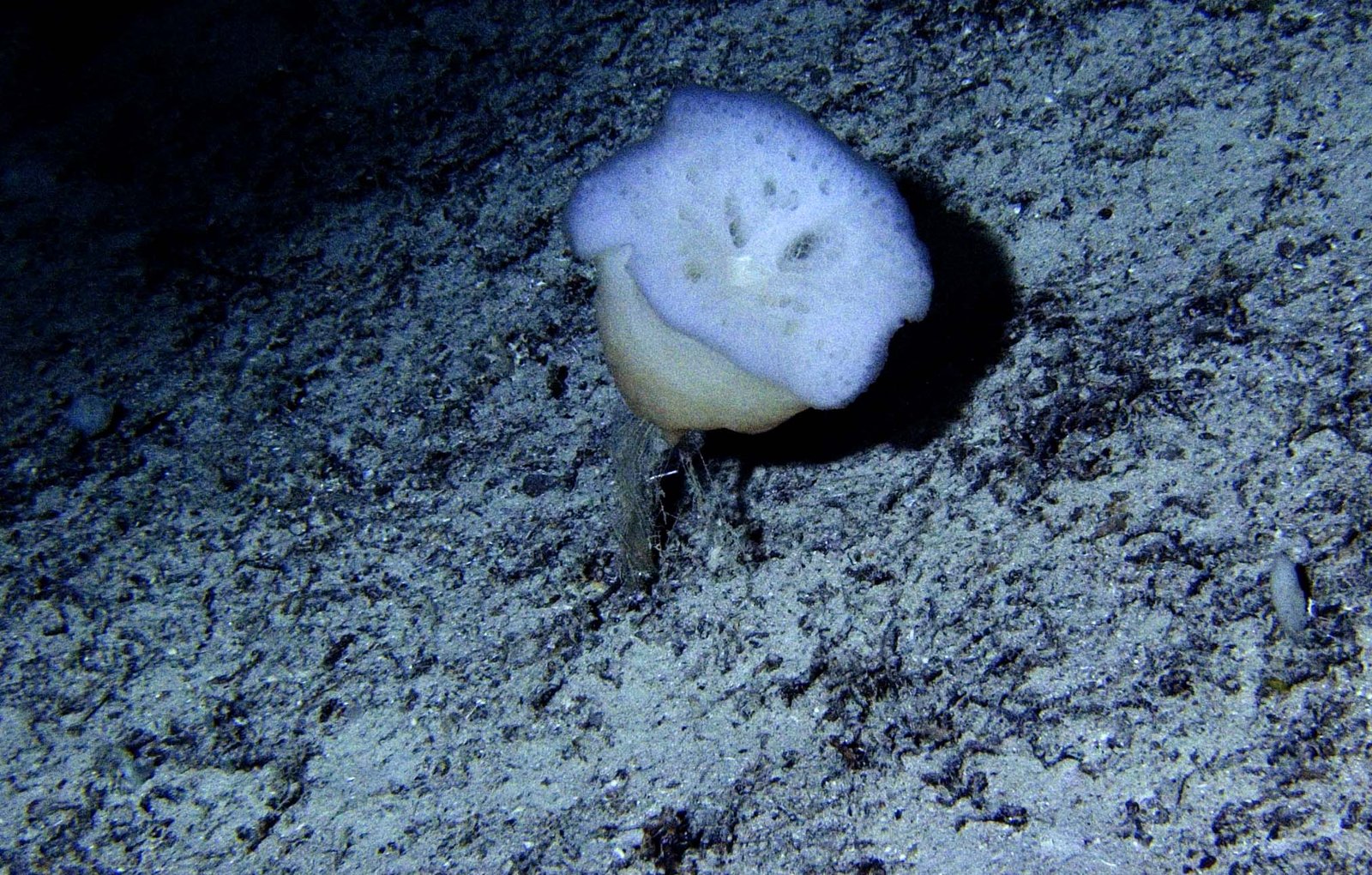 The Pressure-Proof Microbe From Earth's Deepest Places (image credits: wikimedia)