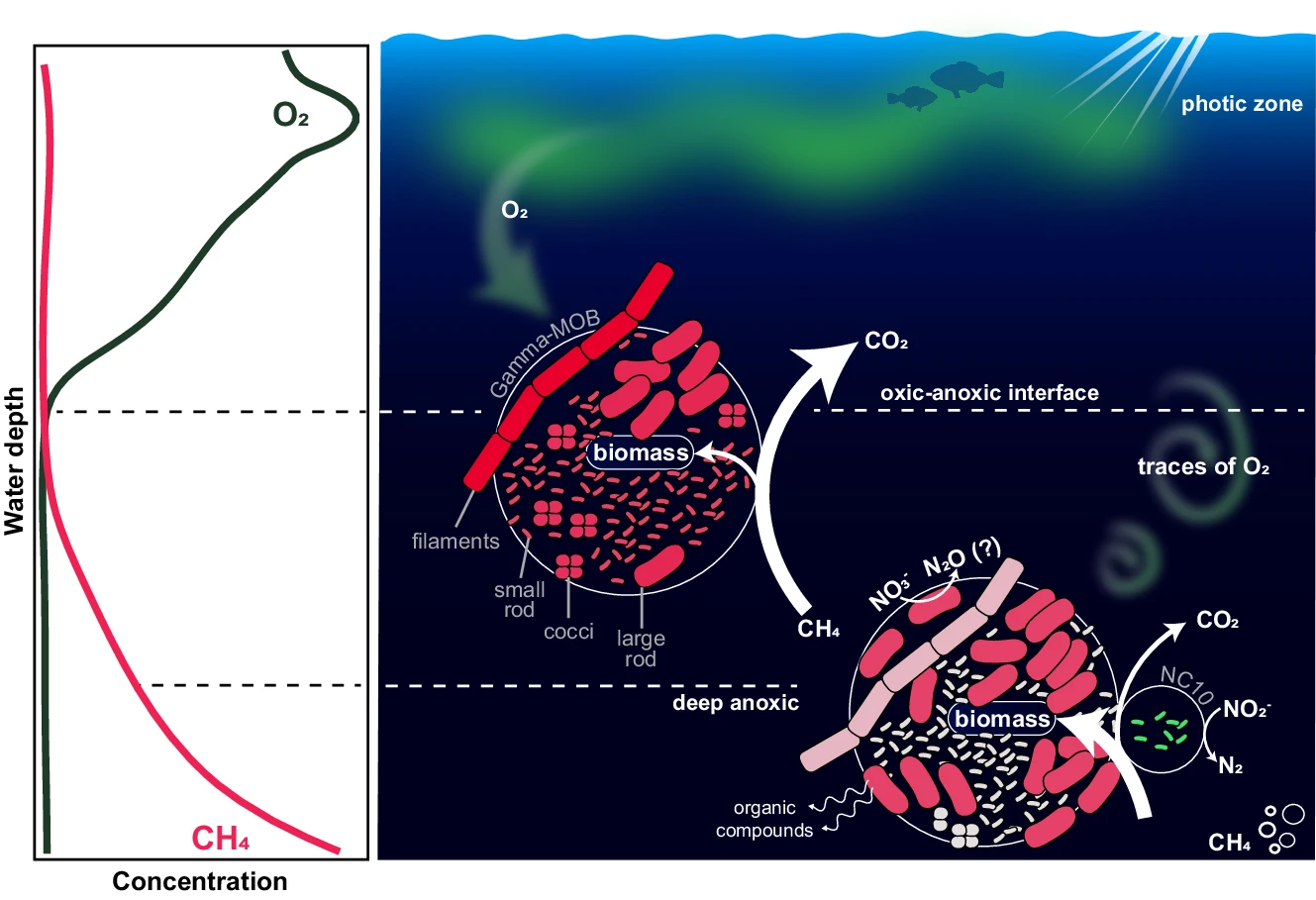 The Methane-Consuming Giant of the Deep (image credits: wikimedia)