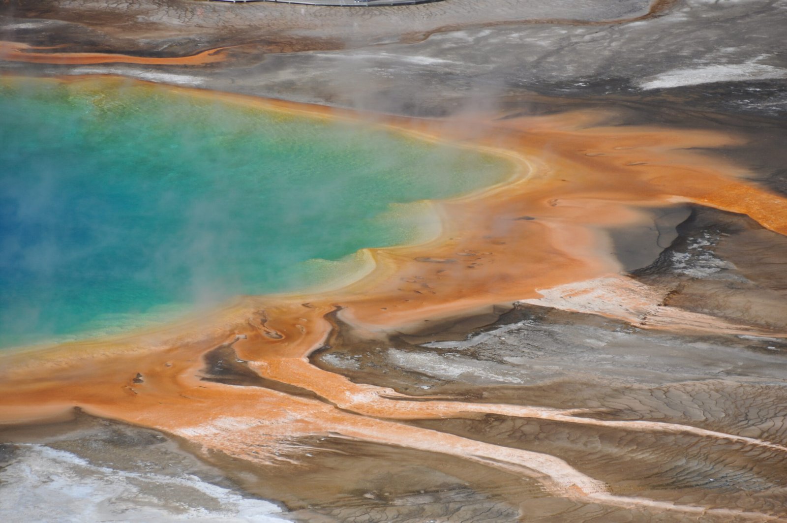 The Microscopic Extremophile That Redefines Life's Limits (image credits: wikimedia)