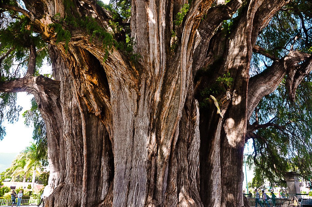The Giant That Defies Measurement (image credits: flickr)