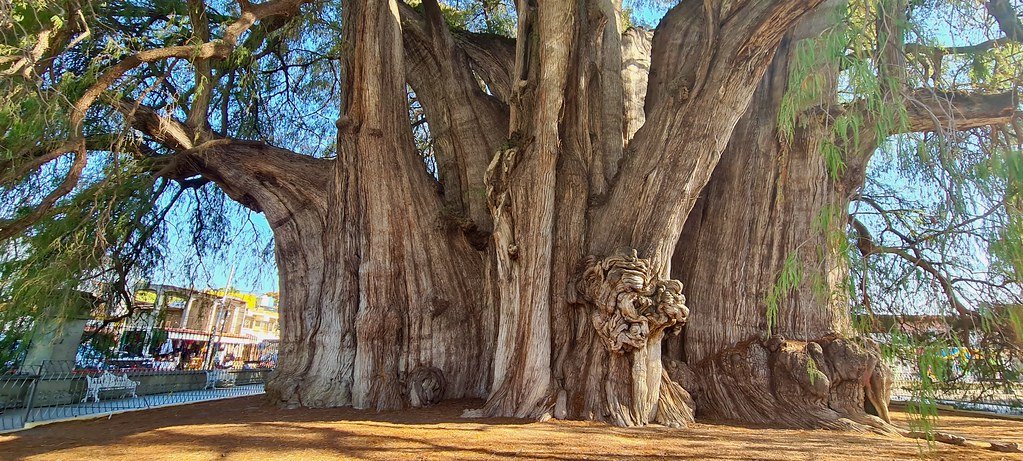 The Science Behind the Spectacular Growth (image credits: flickr)