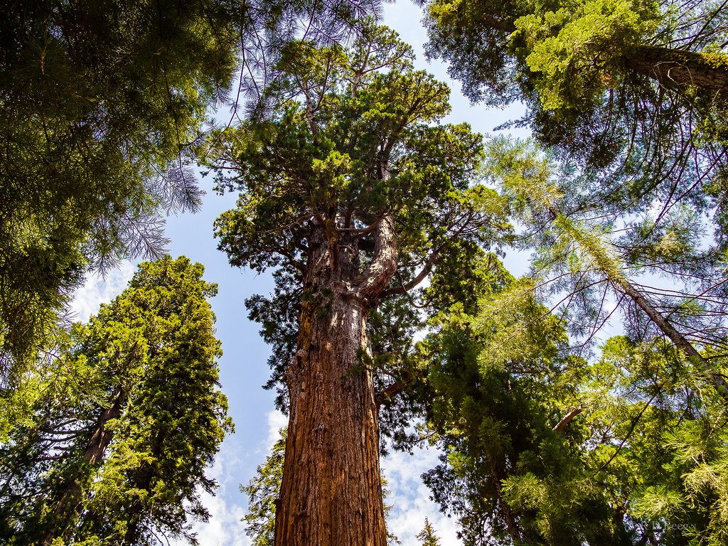 Comparing Giants: El Tule Among the World's Largest Trees (image credits: flickr)